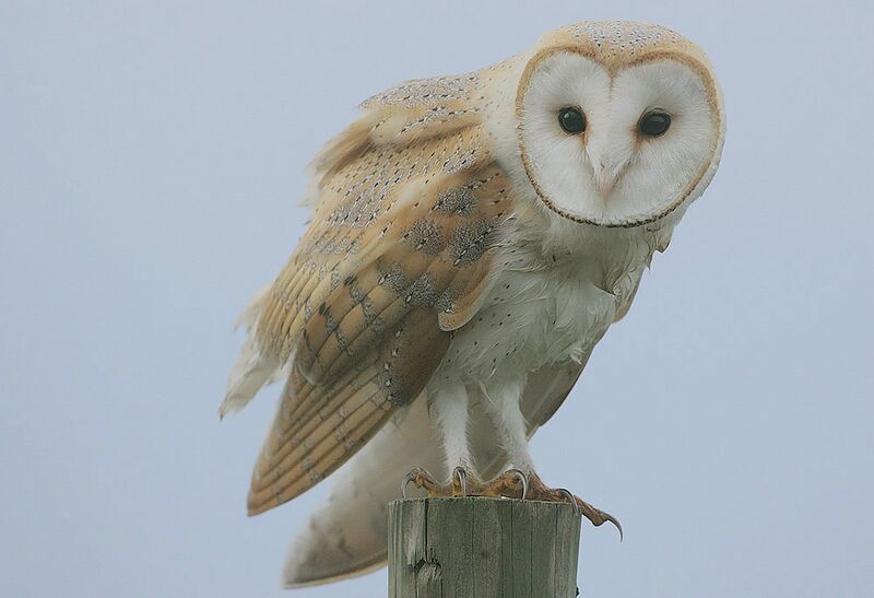 File:Flickr - Rainbirder - Barn Owl (Tyto alba).jpg