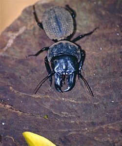 Giant Ground Beetle (Dinoscaris sp.) (9616176586).jpg