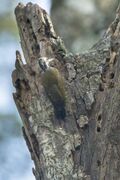 Golden-crowned Woodpecker - Kakamega Kenya 06 2536 (16224262859).jpg