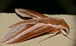 Hawkmoth (Theretra suffusa) (23902871091).jpg