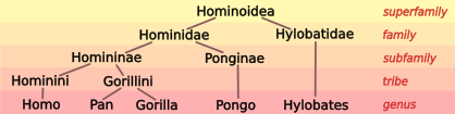 File:Hominoid taxonomy 5.svg