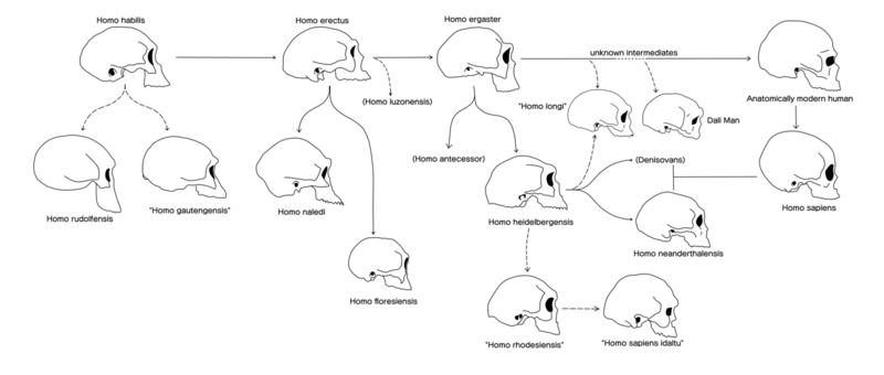 File:Homo skull changes.png