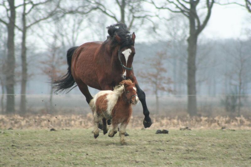 File:Horse-and-pony.jpg