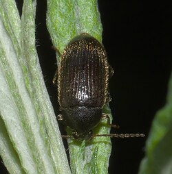 Hymenorus P1000710a.jpg