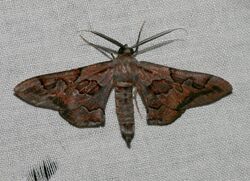 Hypochrosis binexata (Geometridae Ennominae).jpg