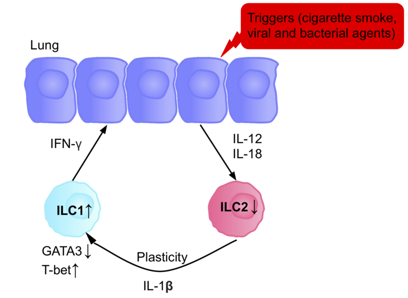 File:ILCs in COPD 11 PNG FINAL.png