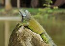 Iguana iguana Portoviejo 04.jpg