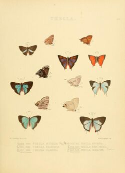 Illustrations of diurnal Lepidoptera 68.jpg
