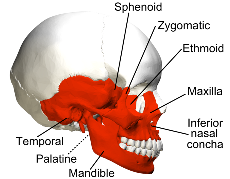 File:Irregular bones in skull - lateral view - with legend.png