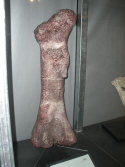 Isanosaurus attavipachi femur.JPG