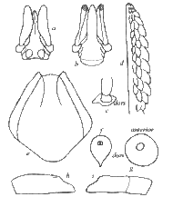 Anatomical features of adult female of Ixodes holocyclus