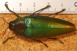 Jewel Beetle (Chrysaspis viridipennis) (8287476381).jpg
