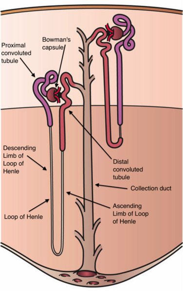 File:Kidney Nephron.png