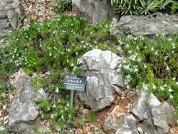 Leontopodium andersonii - Kunming Botanical Garden - DSC02999.JPG