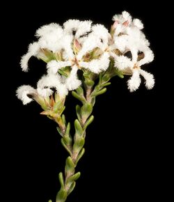 Leucopogon oldfieldii - Flickr - Kevin Thiele.jpg