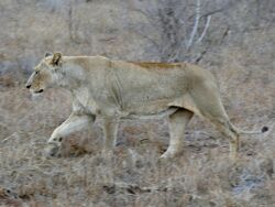 Lioness (Panthera leo) in the lions enclosure ... (32499665525).jpg