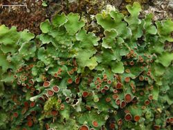 Lobaria quercizans 83606.jpg