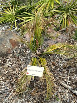 Macrozamia polymorpha - University of California Botanical Garden - DSC08992.JPG