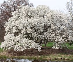 Magnolia kobus borealis.jpg
