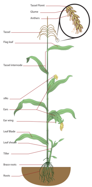 File:Maize plant diagram.svg