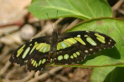 Malachite butterfly.JPG