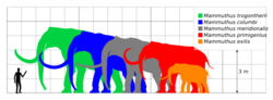 Colored silhouette of a mammoth, relative in size to a human and past and present elephants