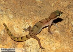 Microgecko latifi (4) (18111901203).jpg