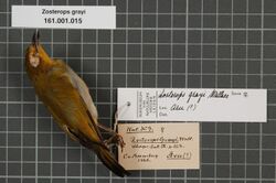 Naturalis Biodiversity Center - RMNH.AVES.133333 1 - Zosterops grayi Wallace, 1864 - Zosteropidae - bird skin specimen.jpeg