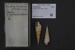 Naturalis Biodiversity Center - RMNH.MOL.226700 - Terebra plicata Gray, 1834 - Terebridae - Mollusc shell.jpeg