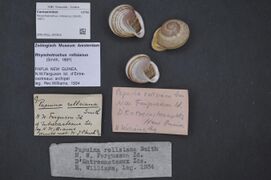 Naturalis Biodiversity Center - ZMA.MOLL.397815 - Rhynchotrochus rollsianus (Smith, 1887) - Camaenidae - Mollusc shell.jpeg