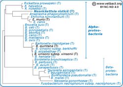 Neorickettsia risticii phylogenetic tree.jpg