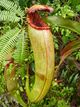 Nepenthes bokorensis upper.jpg