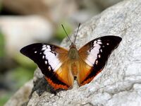 Open wing position of Charaxes bernardus Fabricius, 1793 – Tawny Rajah (2).jpg