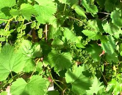 Ornamental grapevine flowers.jpg