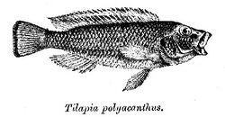 Orthochromis polyacanthus.jpg