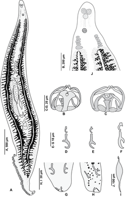 Parasite200077-fig2 - Pseudaxine trachuri - drawings of body.png