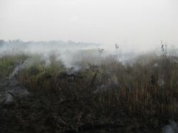 Peat fire in Selangor, Malaysia on 5 June 2013.JPG