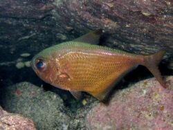 Pempheris vanicolensis Karpathos.JPG