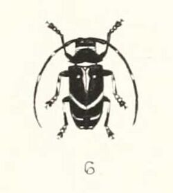 Poimenesperus ligatus 1894.jpg