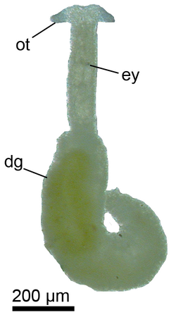 Pontohedyle milaschewitchii.png