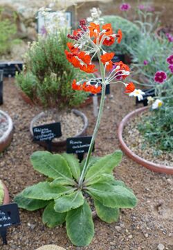 Primula cockburniana - RHS Garden Harlow Carr - North Yorkshire, England - DSC01507.jpg