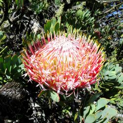 Protea rupicola 12831799.jpg