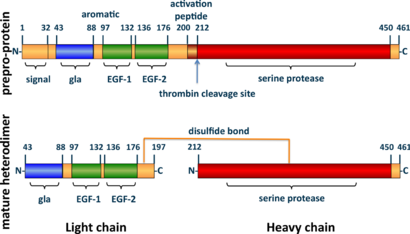 A tube diagram representing the linear amino acid sequence of the preproprotein C (461 amino acids long) and mature heterodimer (light + heavy chains) highlighting the locations of the signal (1-32), gla (43-88), EGF-1 (97-132), EGF-2 (136-176), activation peptide (200-211), and serine protease (212-450) domains. The light (43-197) and heavy (212-461) chains of the heterodimer are joined by a line representing a disulfide bond between cysteine residues 183 and 319.