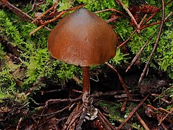 Psilocybe aucklandiae in Radiata pine forest.jpg