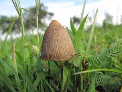 Psilocybe mexicana 313748.jpg