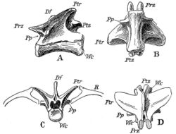 Pterospondylus trielbae.jpg