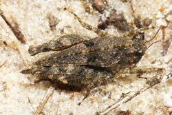 Pygmy Grasshopper - Neotettix, possibly femoratus?, Babcock-Webb Wildlife Management Area, Punta Gorda, Florida.jpg