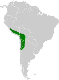 Recurvirostra andina map.svg