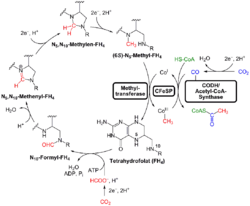 Reduktiver Acetyl-CoA-Weg.png