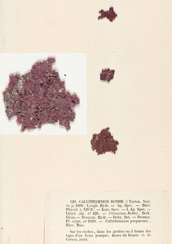 Rhodochorton purpureum Crouan.jpg